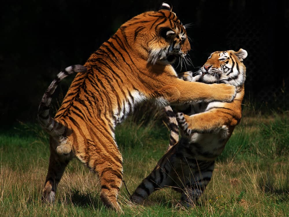 Crazy Responses to Yelp Reviews: Bad Online Review Management Gone Even Worse (tigers)
