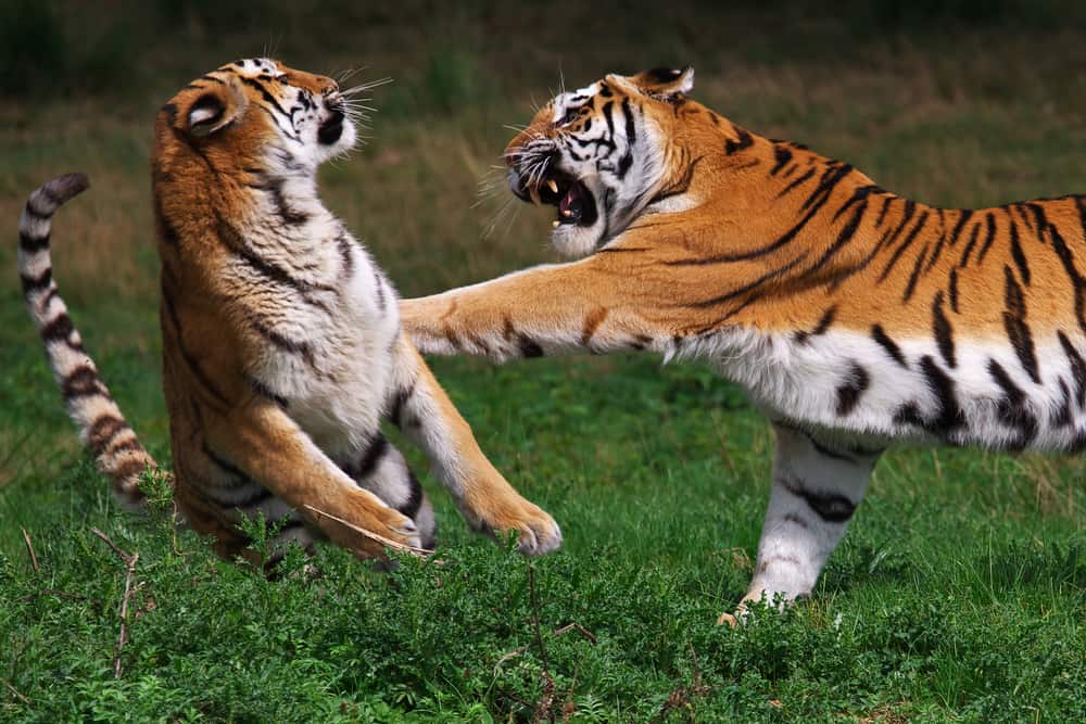 Tigers